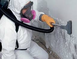 Reliable Idalou, TX Mold Removal Services Solutions